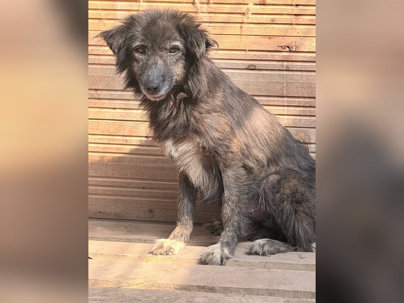 Charlotte - reizende Hundeomi