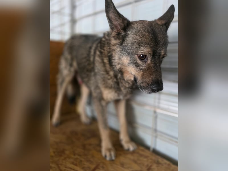 Emilio - Überlebender aus Cornetu