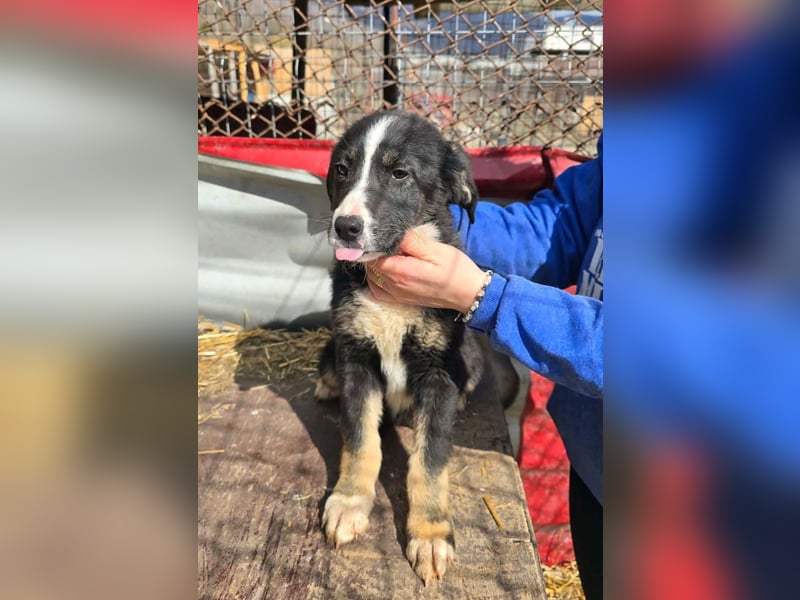 Frenchie - wäre fast erfroren