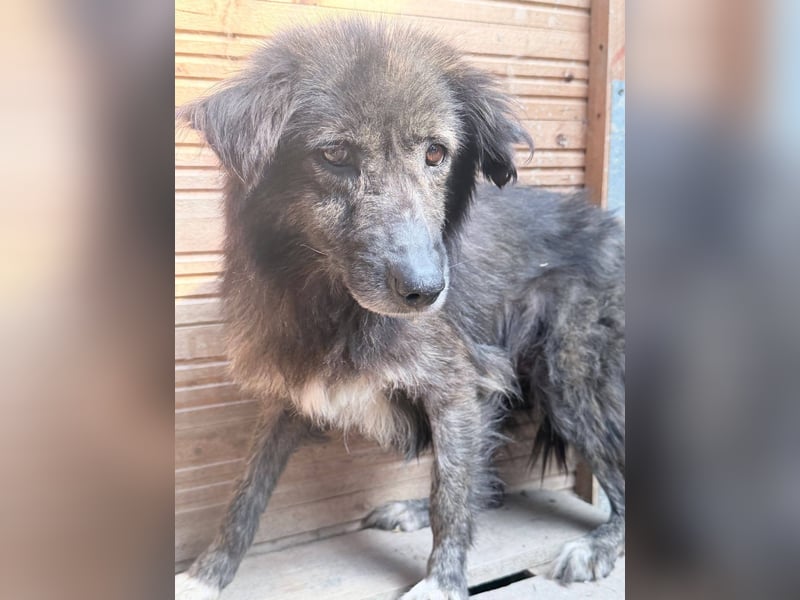 Charlotte - reizende Hundeomi