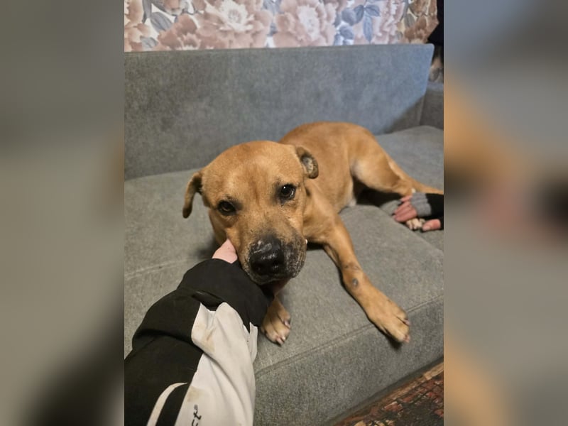 Thor - vom Kinderspielzeug zum Kettenhund