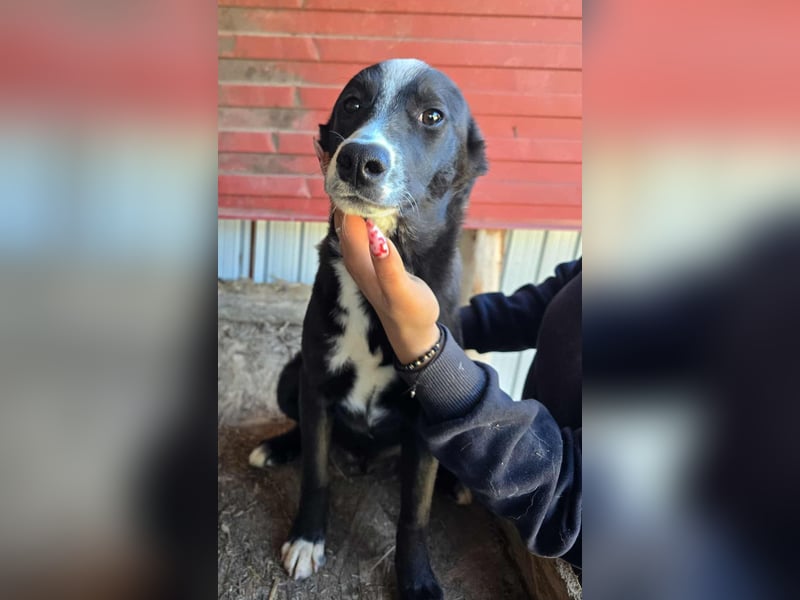 Maylo - wurde ausgesetzt