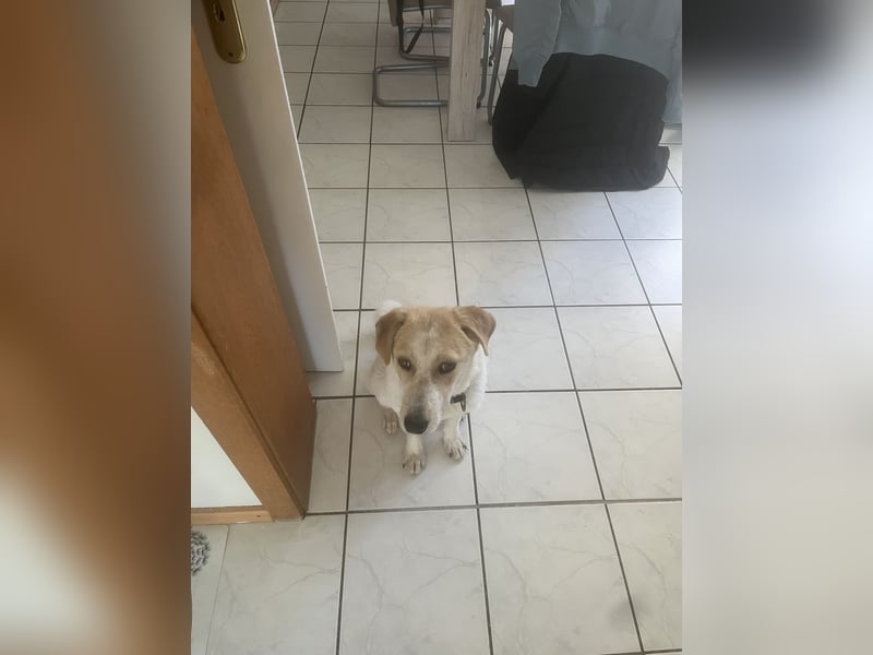 Luna - in Deutschland