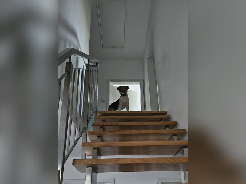 Bonnie - kinderlieber Familienhund