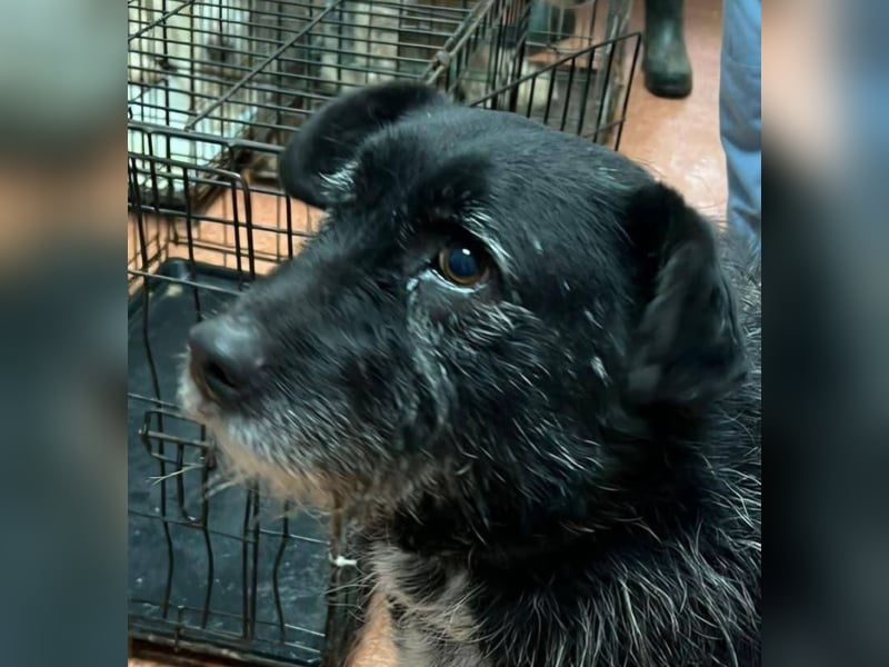 Drako - er hatte einen Schutzengel