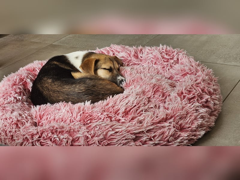 Bonnie - kinderlieber Familienhund