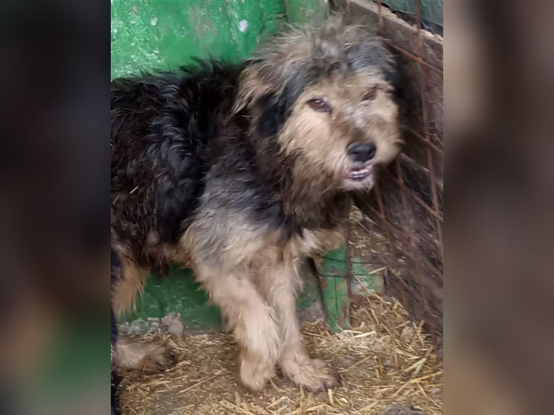 Jasper - lässt sich nicht anfassen