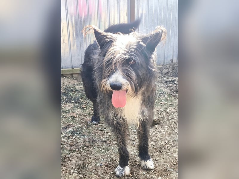 Fluffy gibt sich auf