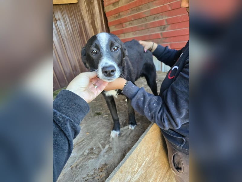 Maylo - wurde ausgesetzt