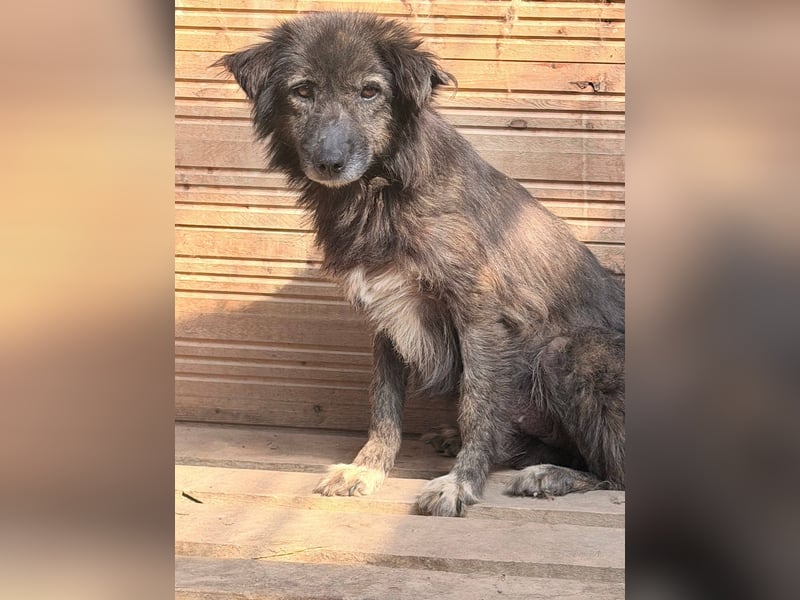 Charlotte - reizende Hundeomi