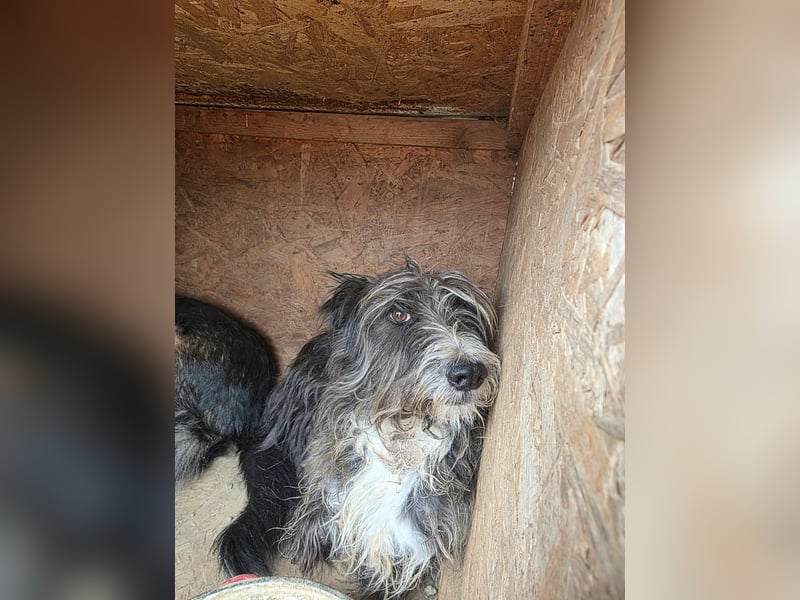 Fluffy gibt sich auf