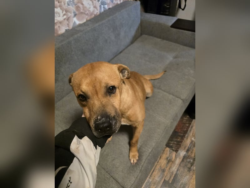 Thor - vom Kinderspielzeug zum Kettenhund