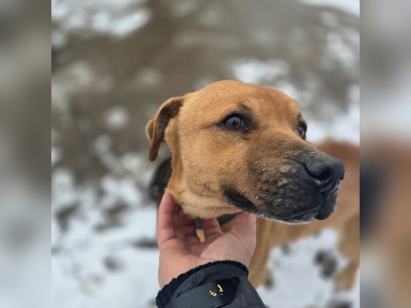 Thor - vom Kinderspielzeug zum Kettenhund