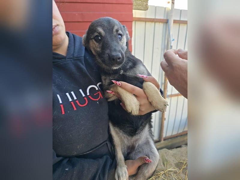 Luna  - im Wald ausgesetzt