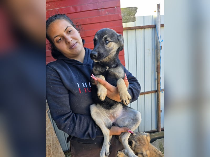 Luna  - im Wald ausgesetzt