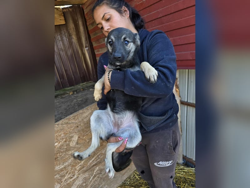 Luna  - im Wald ausgesetzt