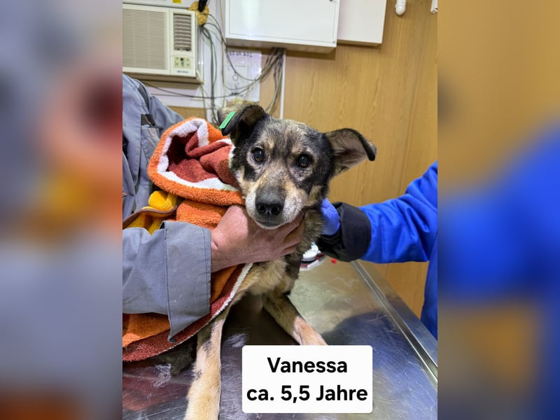 Vanessa - sucht Hundeflüsterer