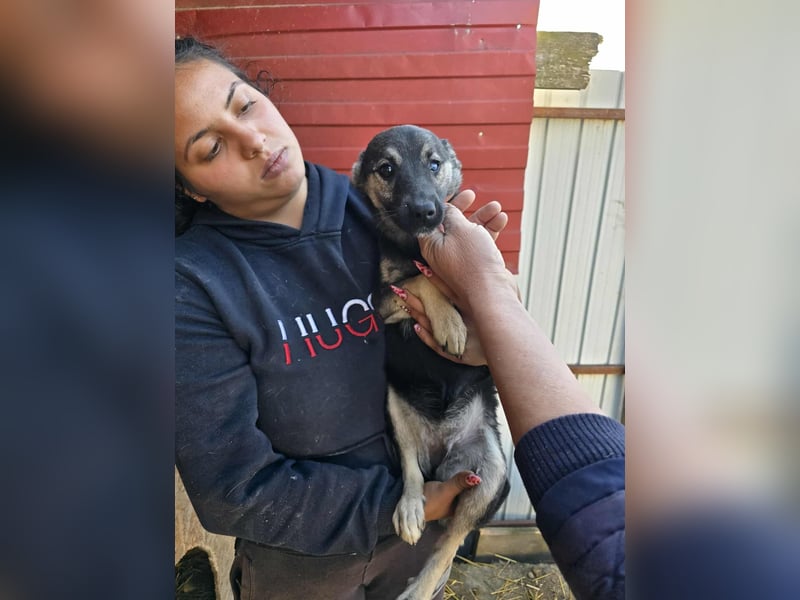 Luna  - im Wald ausgesetzt