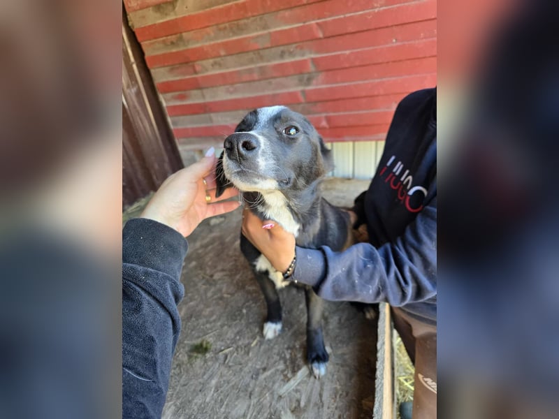 Maylo - wurde ausgesetzt