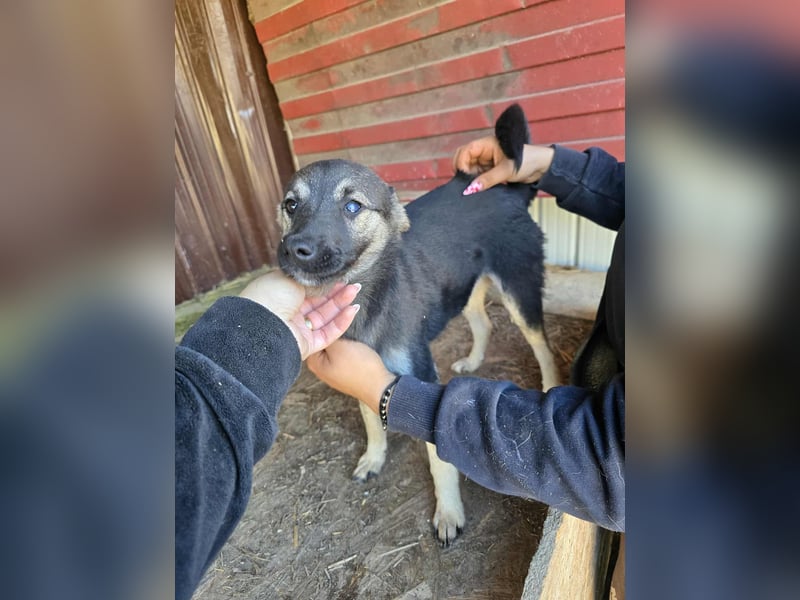 Luna  - im Wald ausgesetzt