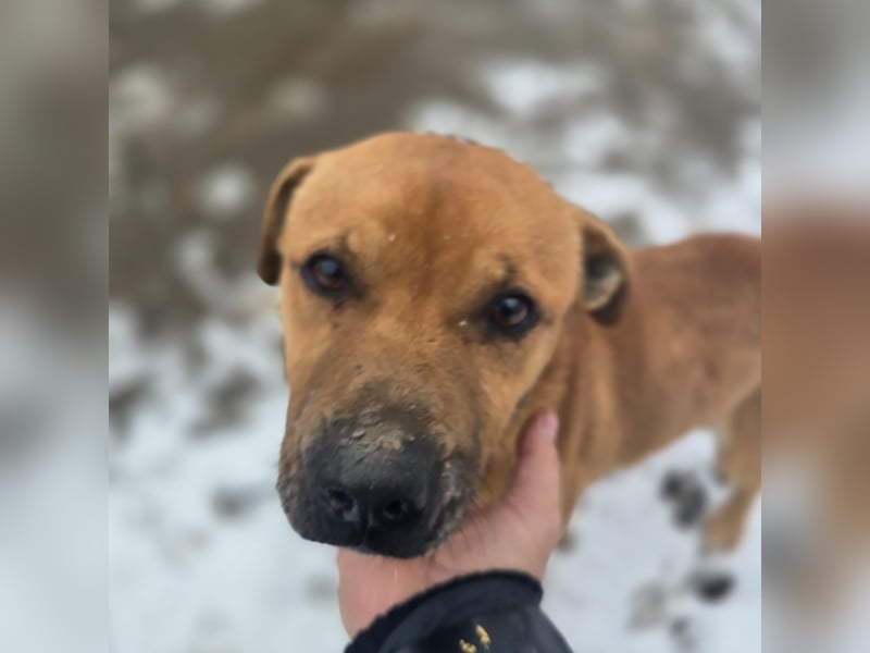 Thor - vom Kinderspielzeug zum Kettenhund