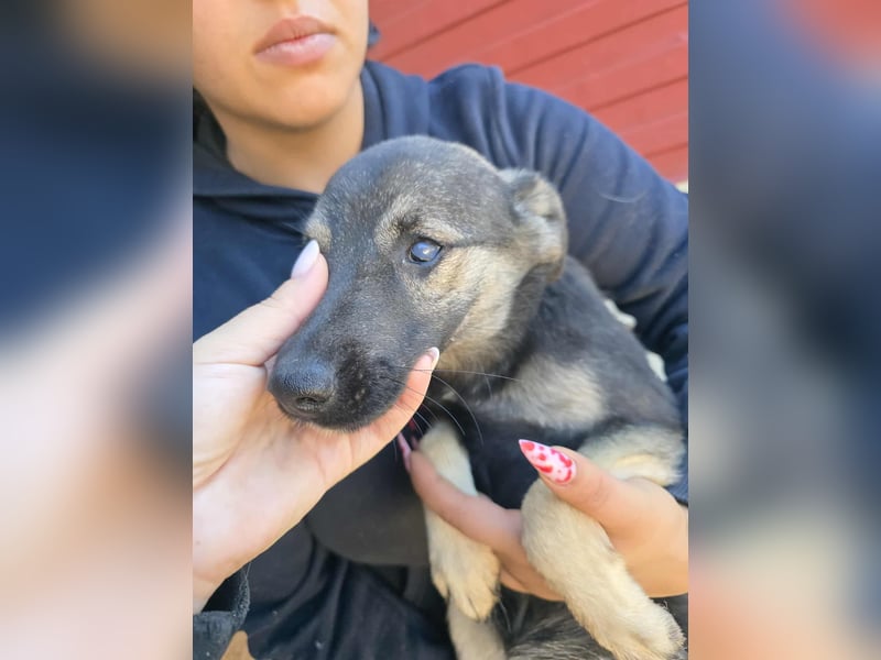 Luna  - im Wald ausgesetzt