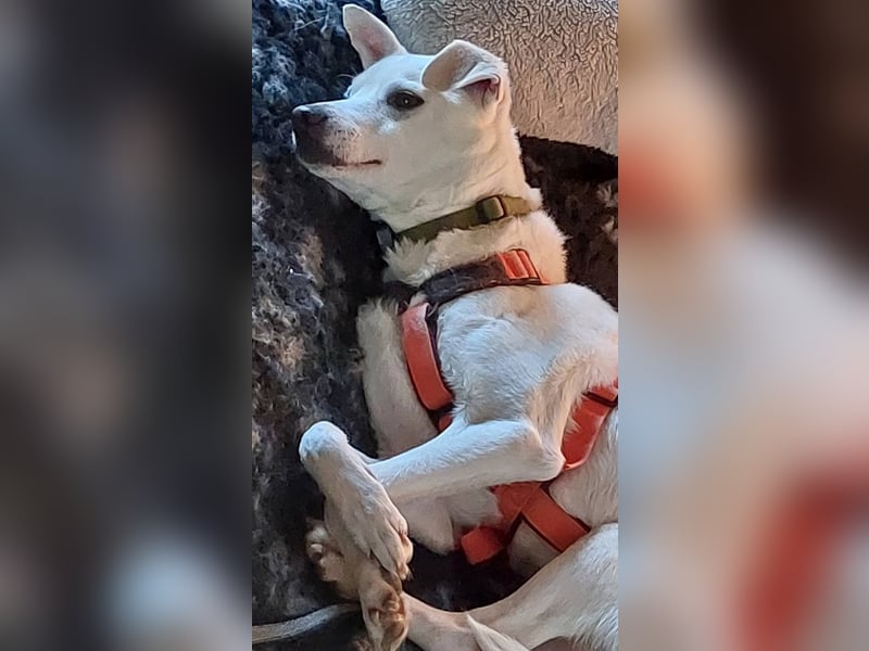 Frieda - fröhlich und unkompliziert