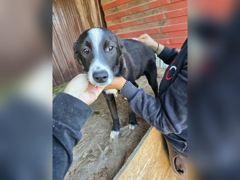 Maylo - wurde ausgesetzt