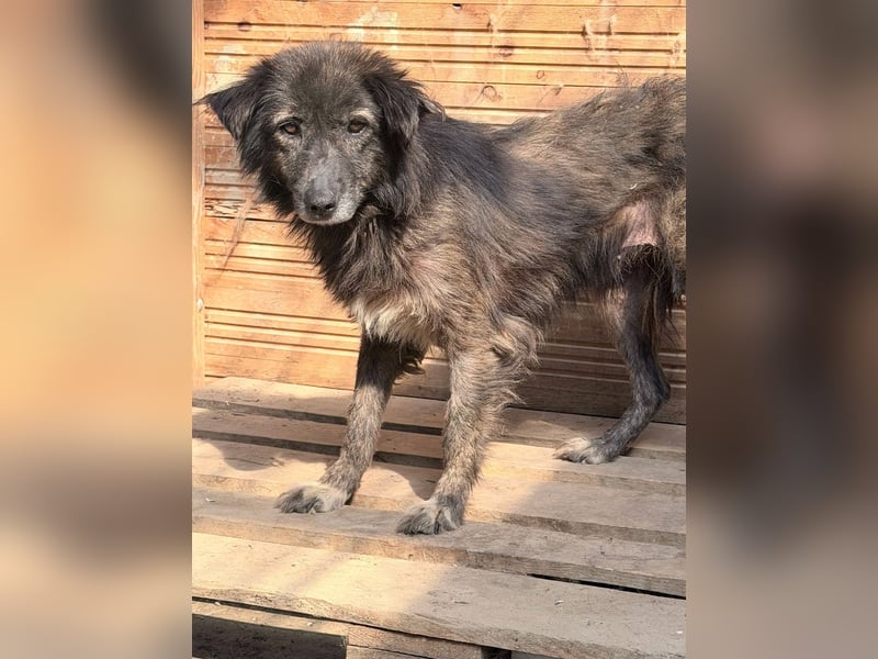 Charlotte - reizende Hundeomi