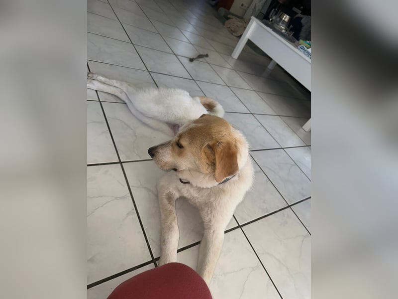 Luna - in Deutschland