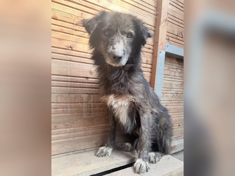 Charlotte - reizende Hundeomi