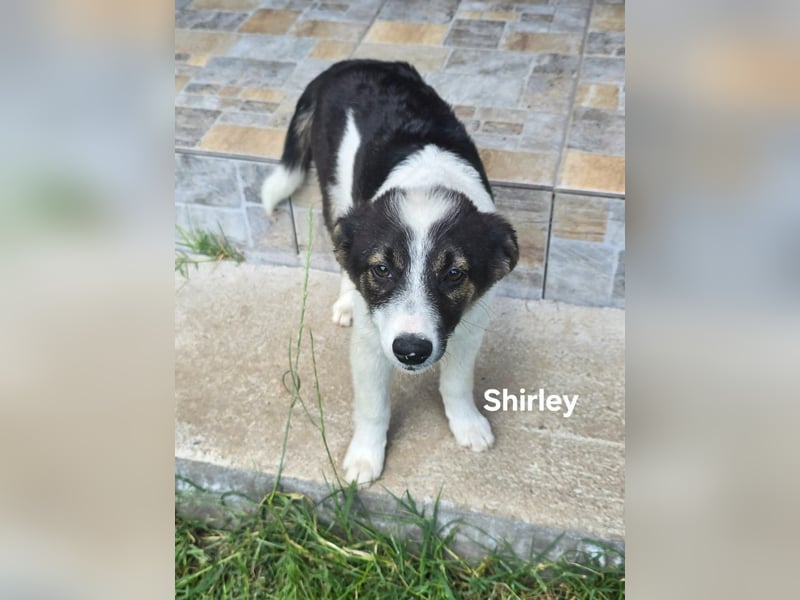 Shirley- zuckersüße Welpenmaus