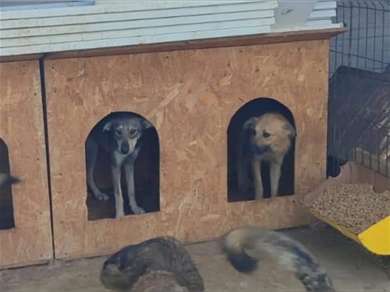 Luna - kennt nur das Leben auf wenigen Quadratmetern