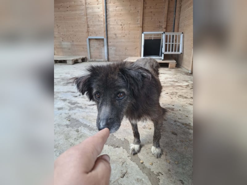 Charlotte - reizende Hundeomi