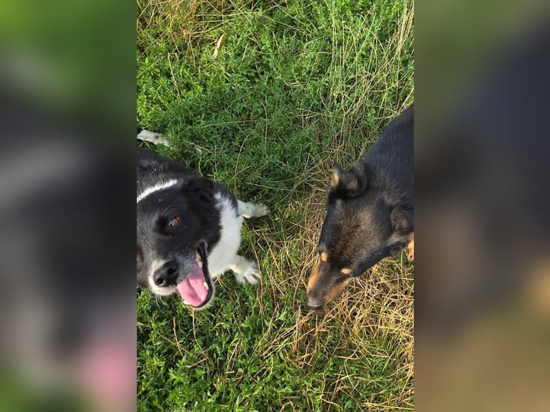 Lola - unternehmungslustig