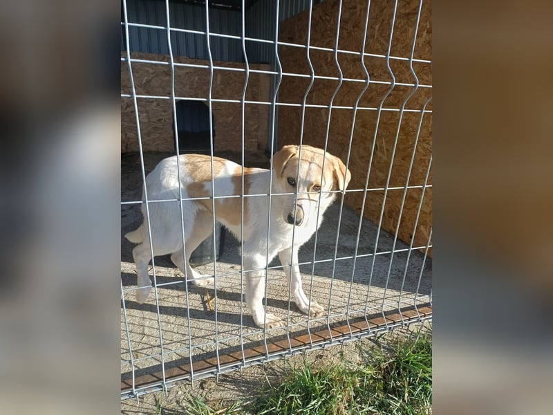 Luna - in Deutschland