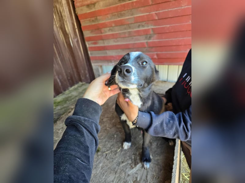 Maylo - wurde ausgesetzt