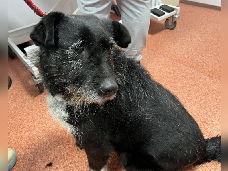 Drako - er hatte einen Schutzengel