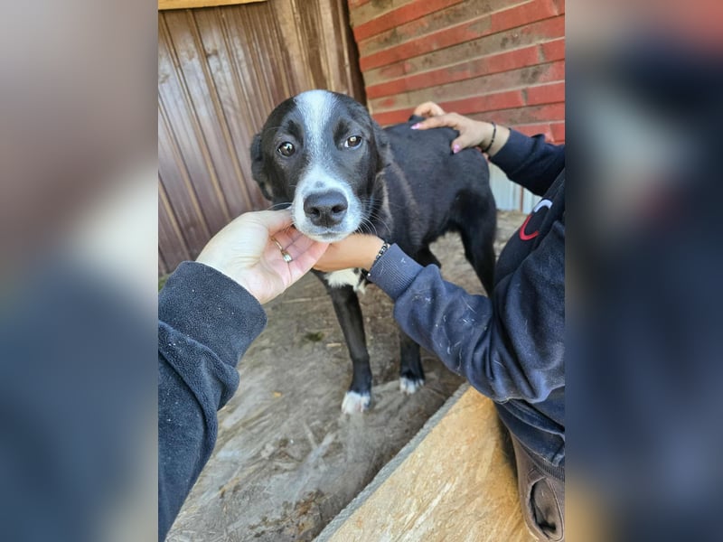 Maylo - wurde ausgesetzt