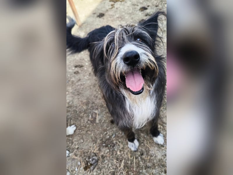 Fluffy gibt sich auf