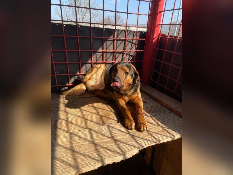 Rudi - war auf der Tötungsliste