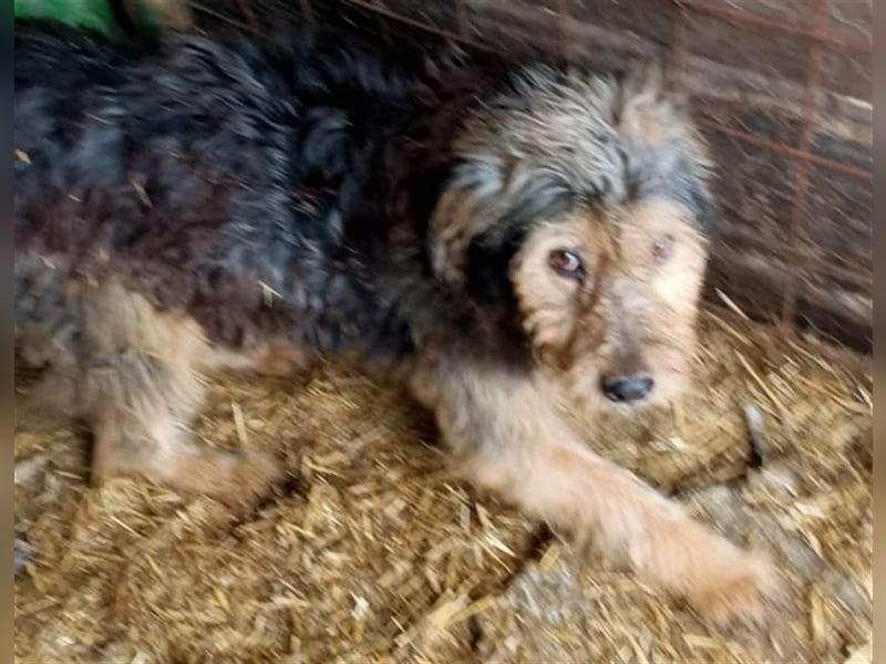 Jasper - lässt sich nicht anfassen