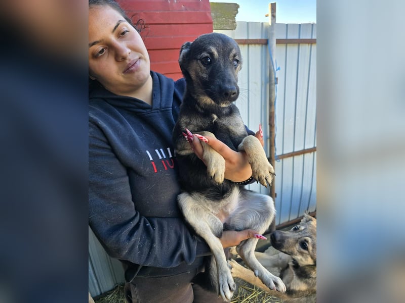 Luna  - im Wald ausgesetzt