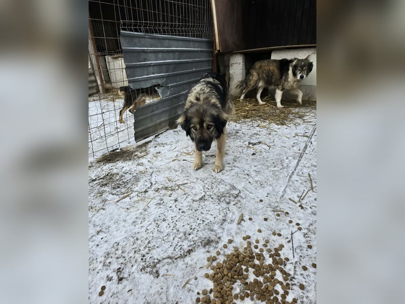 Sweety -  für erfahrene Hundeliebhaber