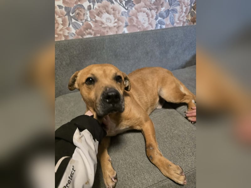 Thor - vom Kinderspielzeug zum Kettenhund