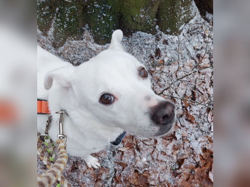 Frieda - fröhlich und unkompliziert