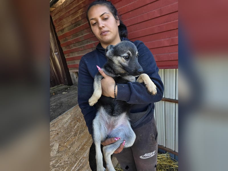 Luna  - im Wald ausgesetzt