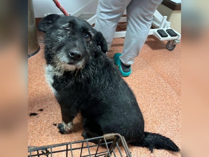 Drako - er hatte einen Schutzengel