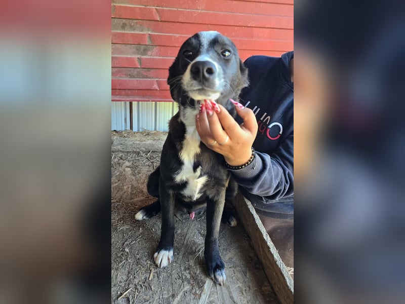 Maylo - wurde ausgesetzt