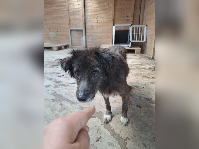 Charlotte - reizende Hundeomi